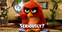 Seriously Angry Birds GIF