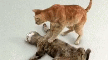 [Image: tenor.gif]